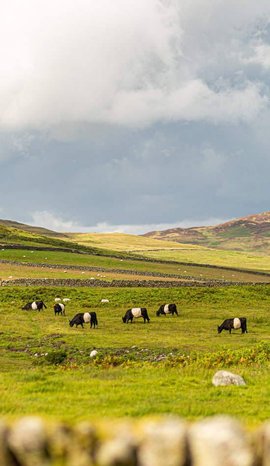 Glen Farm, hill sheep farm in Galloway